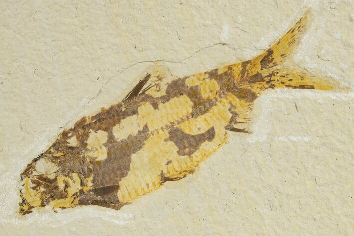 Bargain, Fossil Fish (Knightia) - Wyoming #340834